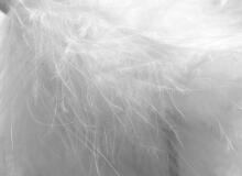 La Bebe™ Feather Art.85099 additional duck feather stuffing